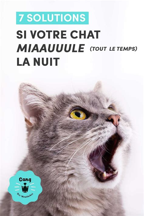 chat qui miaule la nuit solution|Mon chat miaule la nuit : comprendre et trouver des。